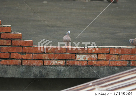 鳥 鳥綱 野鳥 27140634