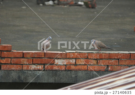 鳥 鳥綱 野鳥 27140635