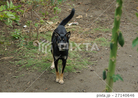 犬 狗 わんこ 27140646