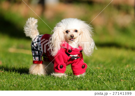 犬 ティーカッププードル 芝生 緑の写真素材