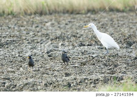白鷺 シロサギ シラサギ 27141594