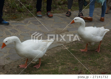 ギース 鵞鳥 ガチョウ 27141732
