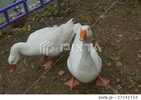 ギース 鵞鳥 ガチョウ 27141734