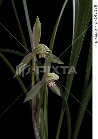 春剣蘭 27142129