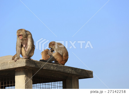 Monkey picking lice   27142258