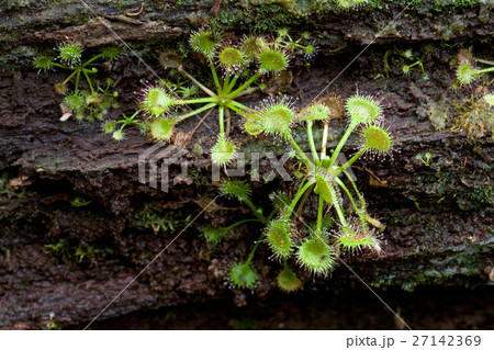 倒木に着生したモウセンゴケ 27142369