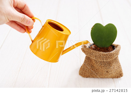 Green plant in pot with hand watering Green plant in pot with hand watering 27142815