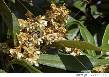 ビワ（枇杷） 27143233