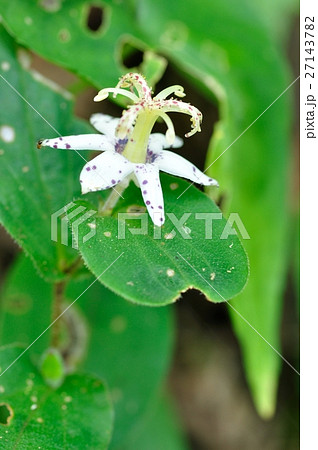 ヤマホトトギス 27143782