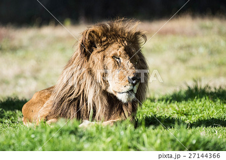 百獣の王 27144366