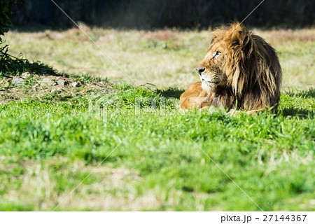 獲物を狙うライオンの写真素材