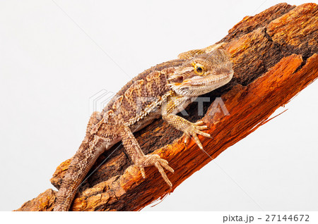 one agama bearded on the white background one agama bearded on the white background 27144672
