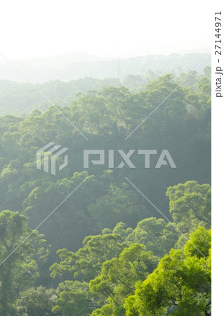 林 森 樹林 27144971