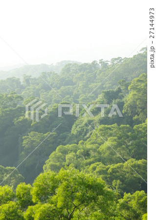 林 森 樹林 27144973