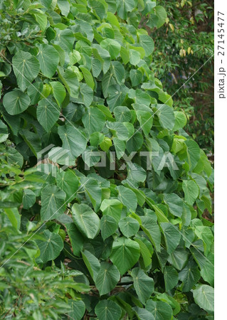 木の葉 葉 草の葉 27145477