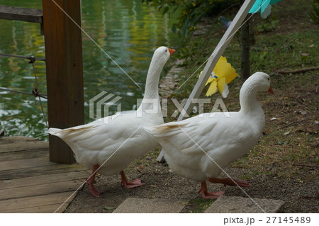 ギース 鵞鳥 ガチョウ 27145489
