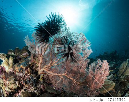 coral at raja ampat coral at raja ampat 27145542