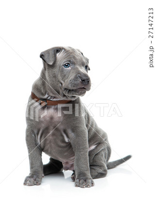 what does a 1 month old thai ridgeback puppy like to eat