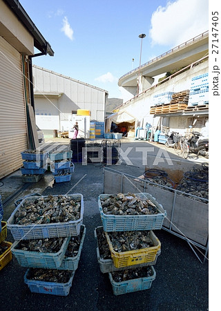 積み上げられた洗浄前の牡蠣 27147405