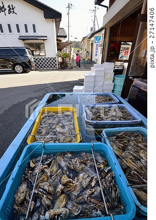 洗浄された牡蠣を浄化中 27147406