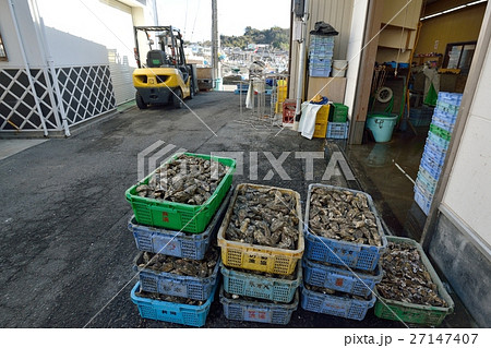 積み上げられた洗浄前の牡蠣 27147407