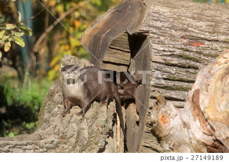 Chinese Dwarf Otter Chinese Dwarf Otter 27149189