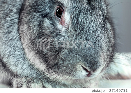 European rabbit or common rabbit, 2 months old European rabbit or common rabbit, 2 months old 27149751