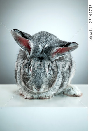 European rabbit or common rabbit, 2 months old 27149752