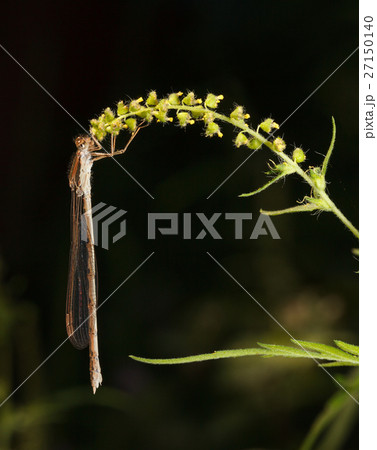 Damselfly clings to ragweed 27150140