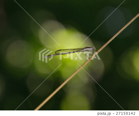 Translucent wings of dragonfly 27150142