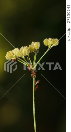 Ants and feeding plant louse 27150145