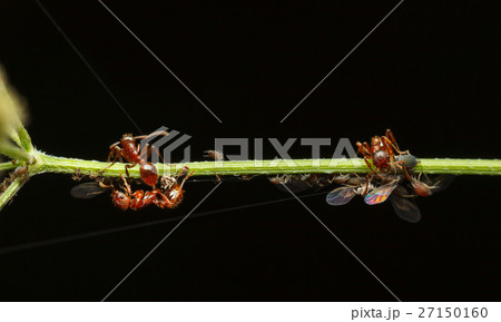 Ants feeds on aphid colony 27150160