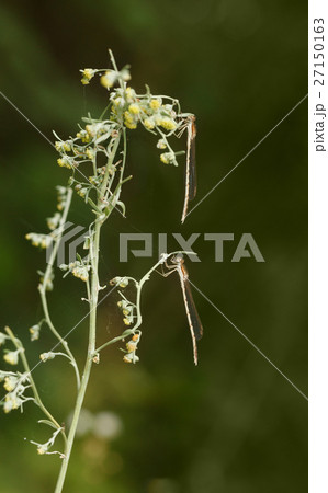 Dragonflies Dragonflies 27150163