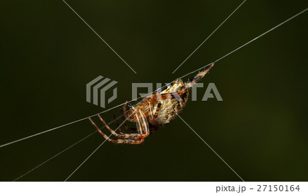 Spider side view Spider side view 27150164