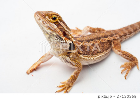 one agama bearded on the white background one agama bearded on the white background 27150568