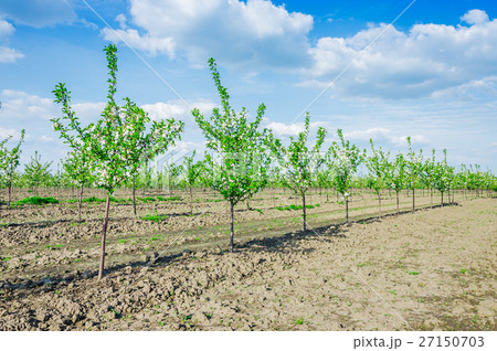 Young blossoming cherry orchard 27150703