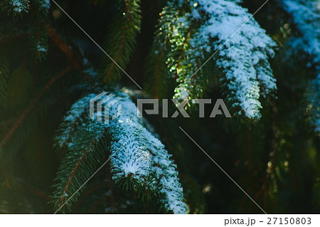 Frozen firs closeup Frozen firs closeup 27150803