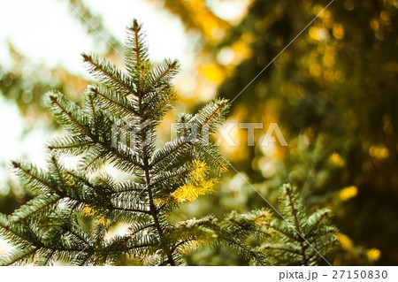 Frozen sunny firs closeup Frozen sunny firs closeup 27150830