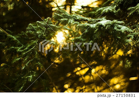 Frozen sunny firs closeup Frozen sunny firs closeup 27150831