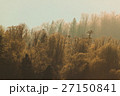 Winter scenery, sunny forest 27150841
