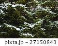 Frozen firs closeup 27150843