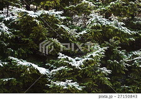 Frozen firs closeup Frozen firs closeup 27150843
