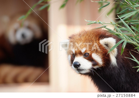 凛々しいレッサーパンダ 凛々しいレッサーパンダ 27150884