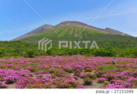 霧島のミヤマキリシマ鹿ケ原の写真素材