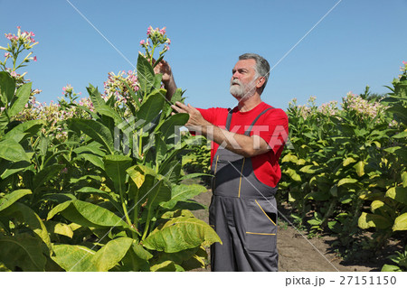 Farmer in tobacco field 27151150