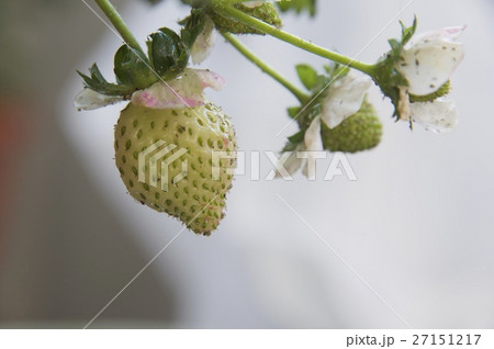 イチゴの花と実 27151217