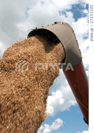 Combine harvester load wheat in the truck Combine harvester load wheat in the truck 27151285