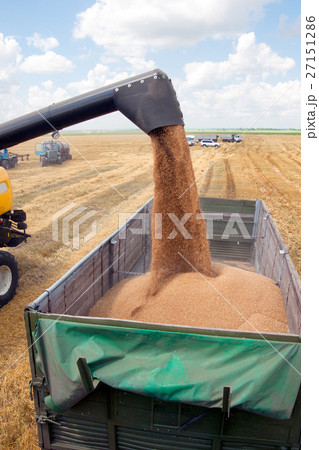Combine harvester load wheat in the truck Combine harvester load wheat in the truck 27151286