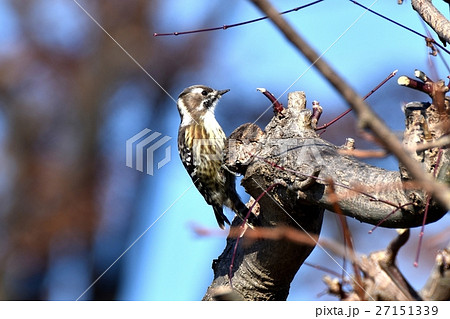東京都三鷹市の野鳥、木にとまるコゲラ 27151339