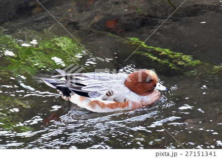 東京都三鷹市の野鳥、仙川に浮かぶヒドリガモ 東京都三鷹市の野鳥、仙川に浮かぶヒドリガモ 27151341